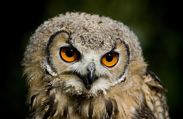 Huuhkaja