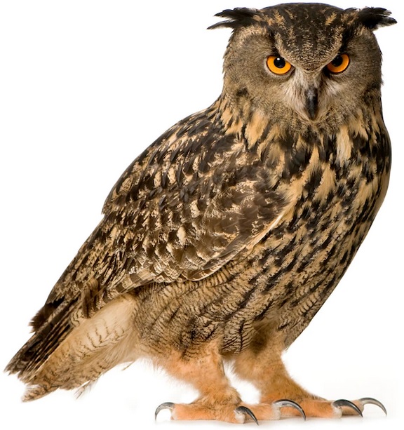 Huuhkaja