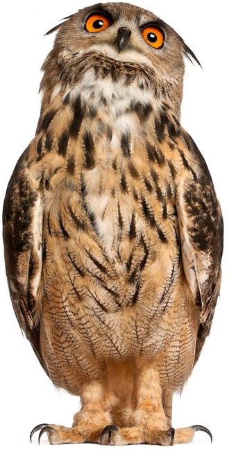 Huuhkaja