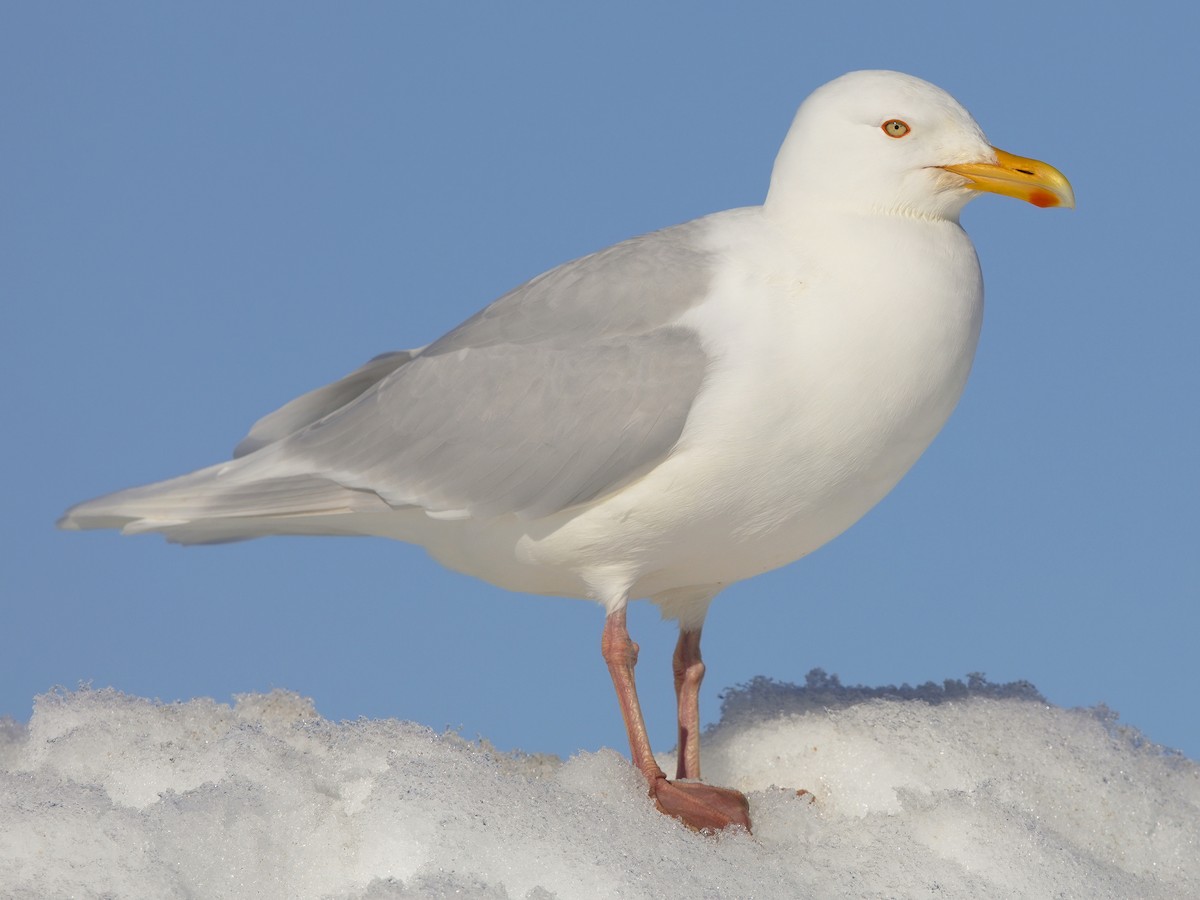 Polarmåke