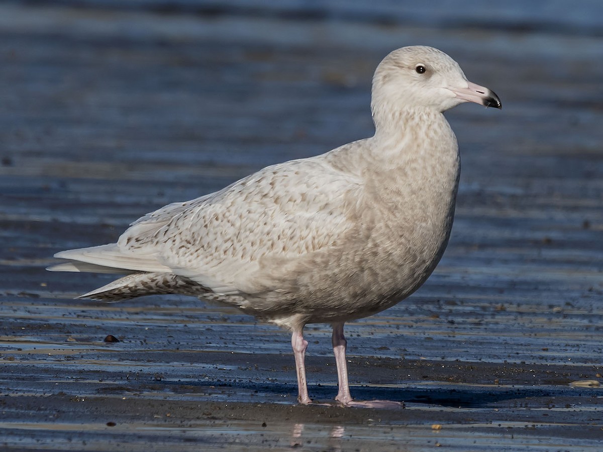 Polarmåke