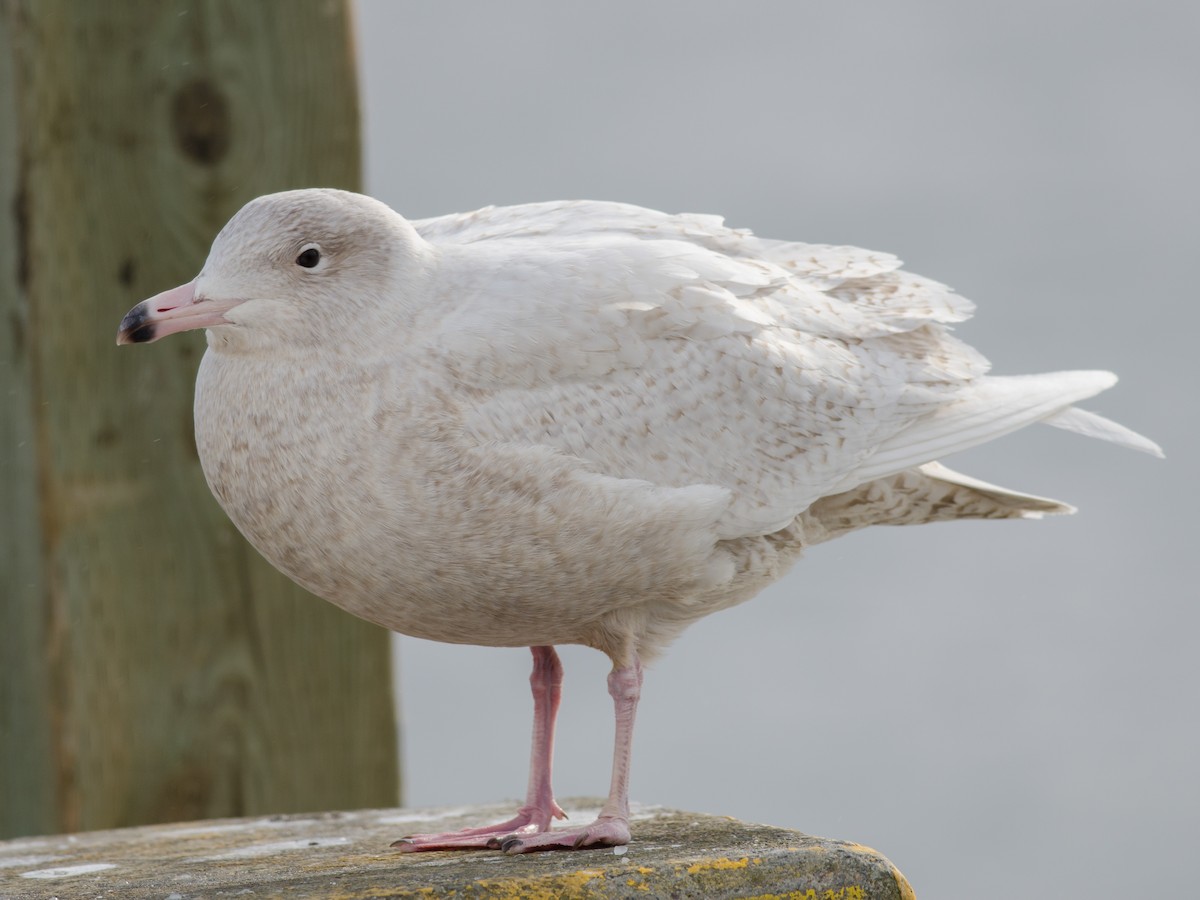 Polarmåke