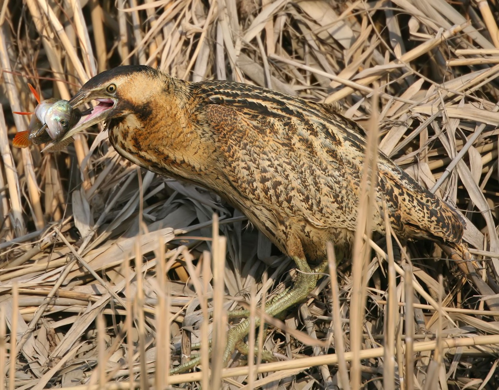 Kaulushaikara