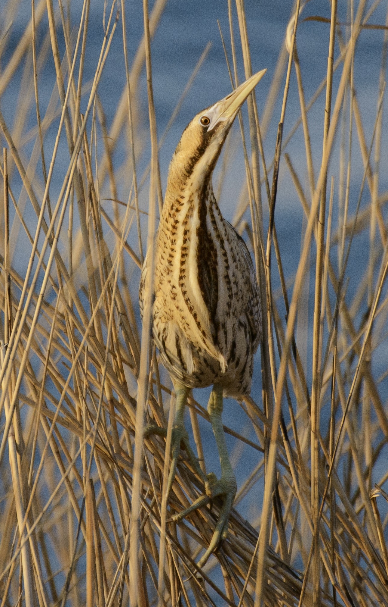 Kaulushaikara