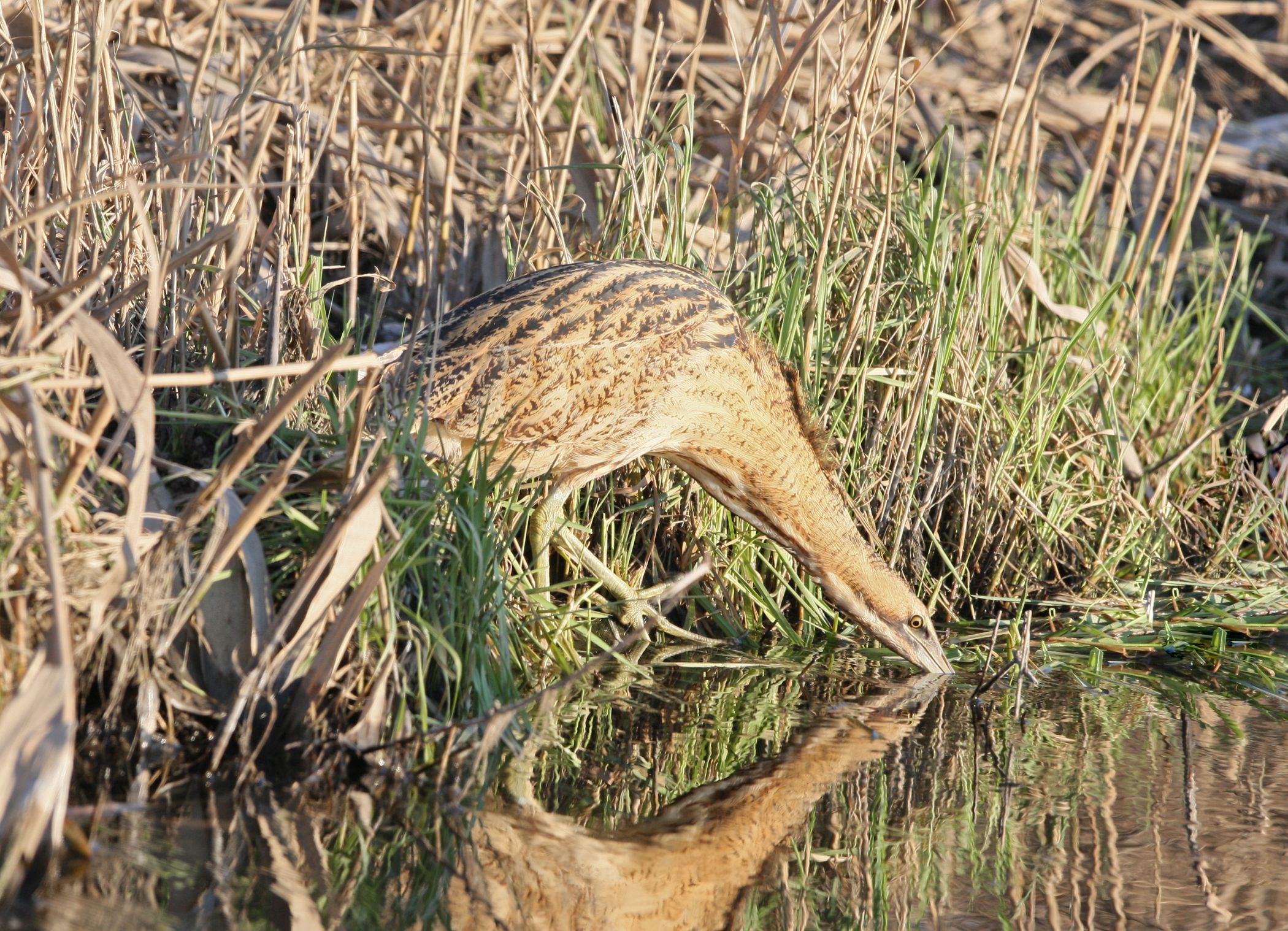 Kaulushaikara