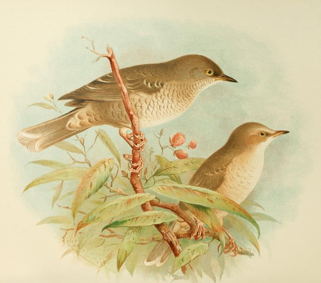 Kirjokerttu