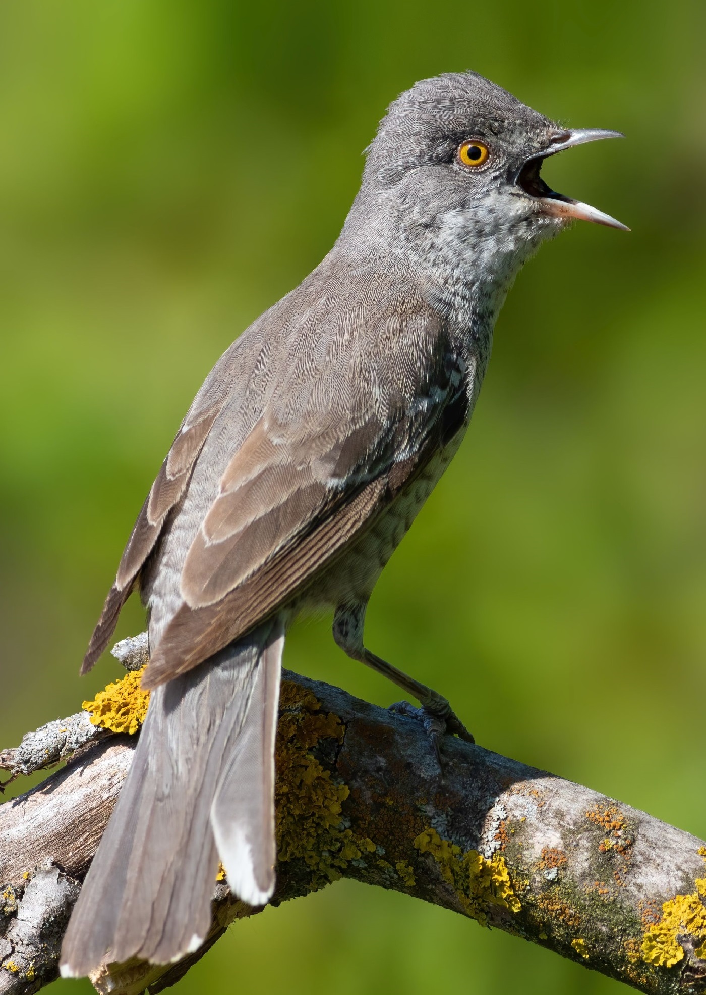 Kirjokerttu