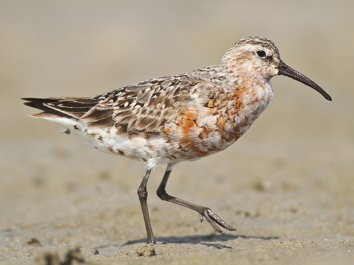 tundrasnipe