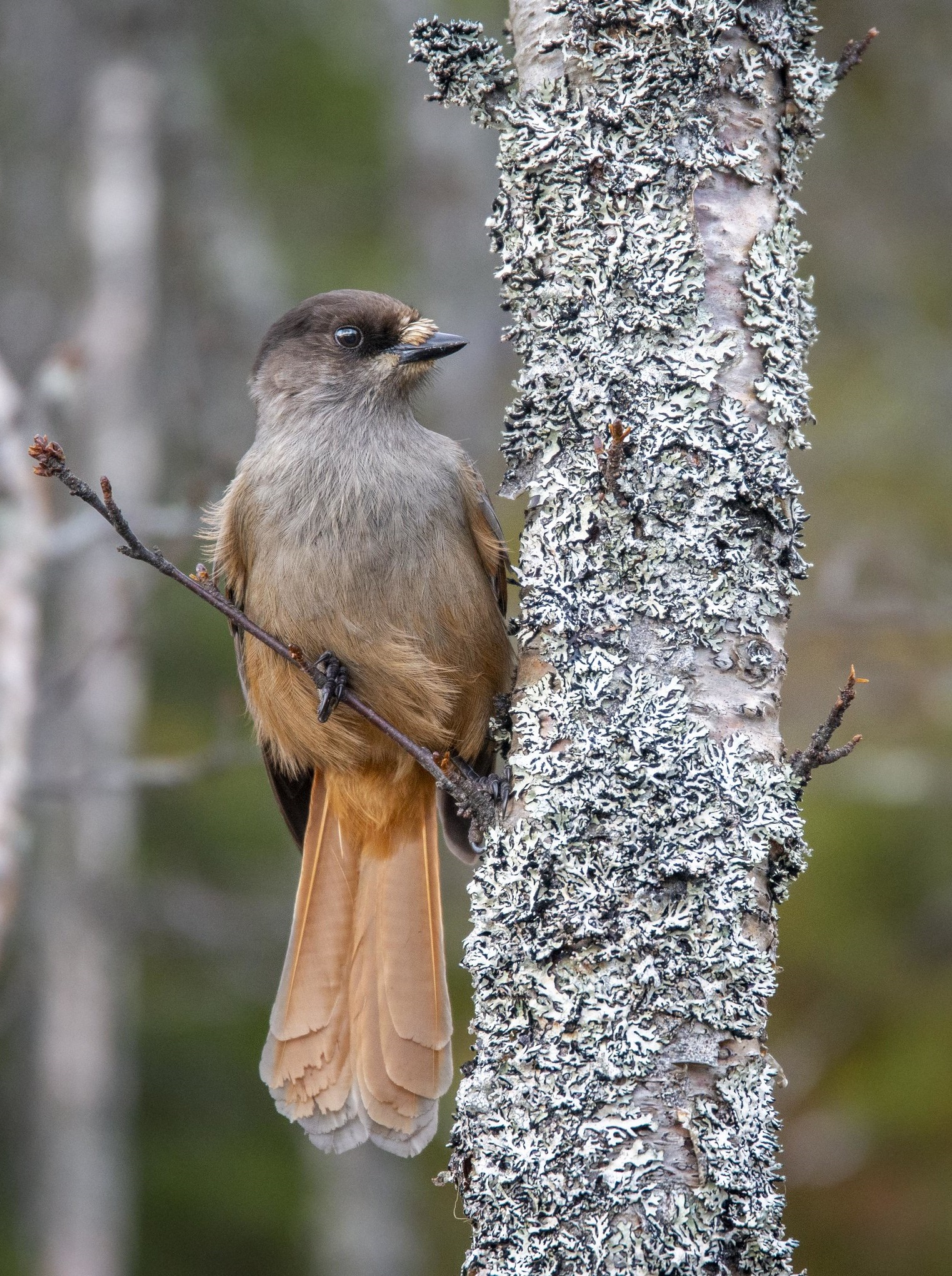 Kuukkeli