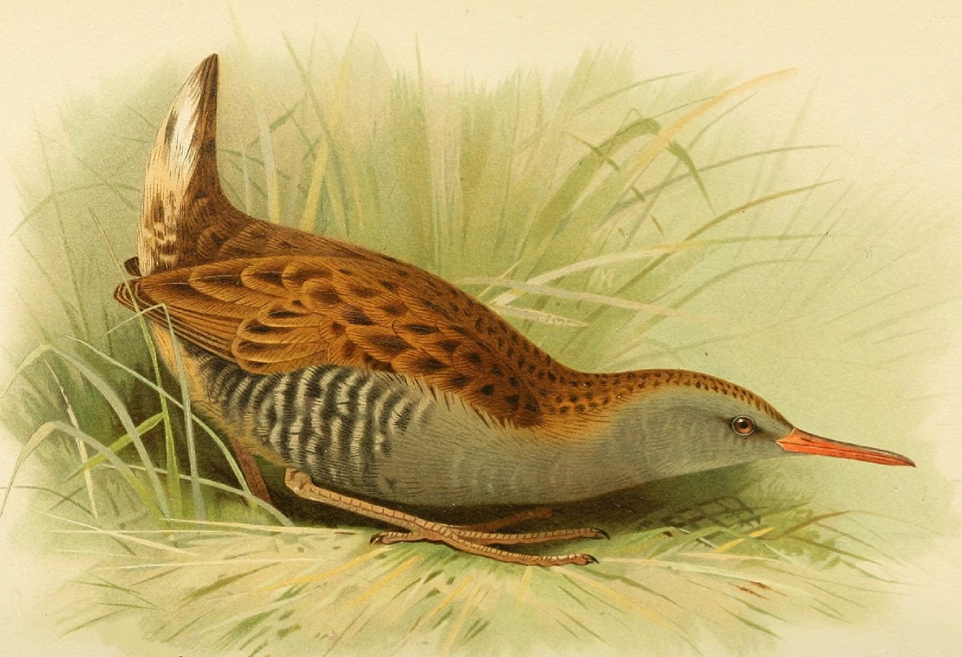 Luhtakana