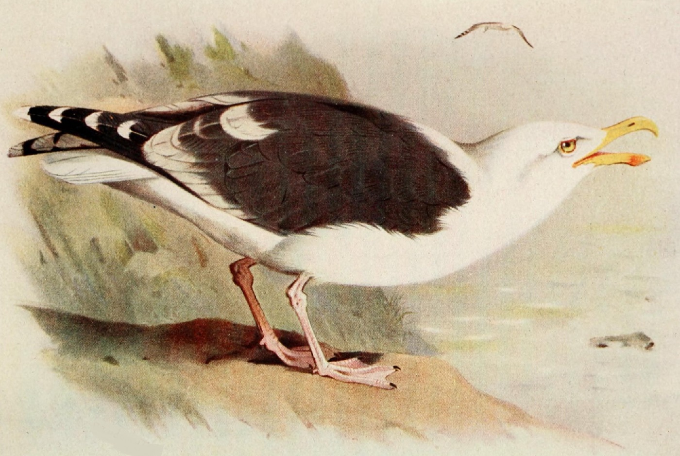 Merilokki