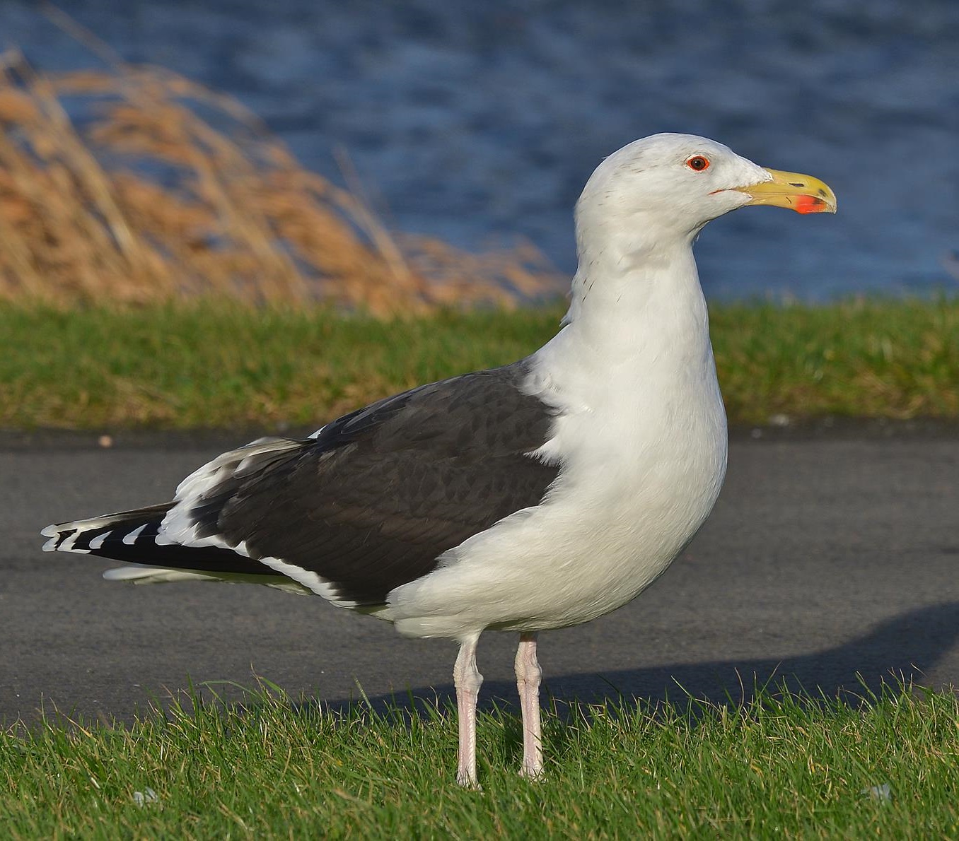 Merilokki