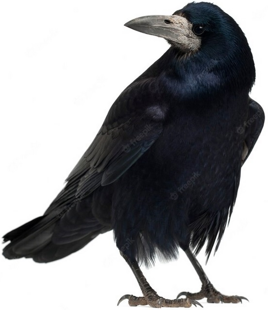 Mustavaris
