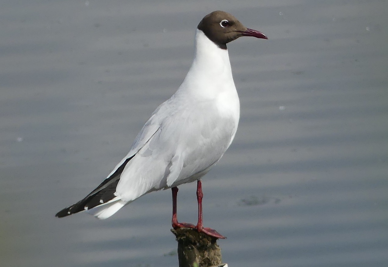 Naurulokki