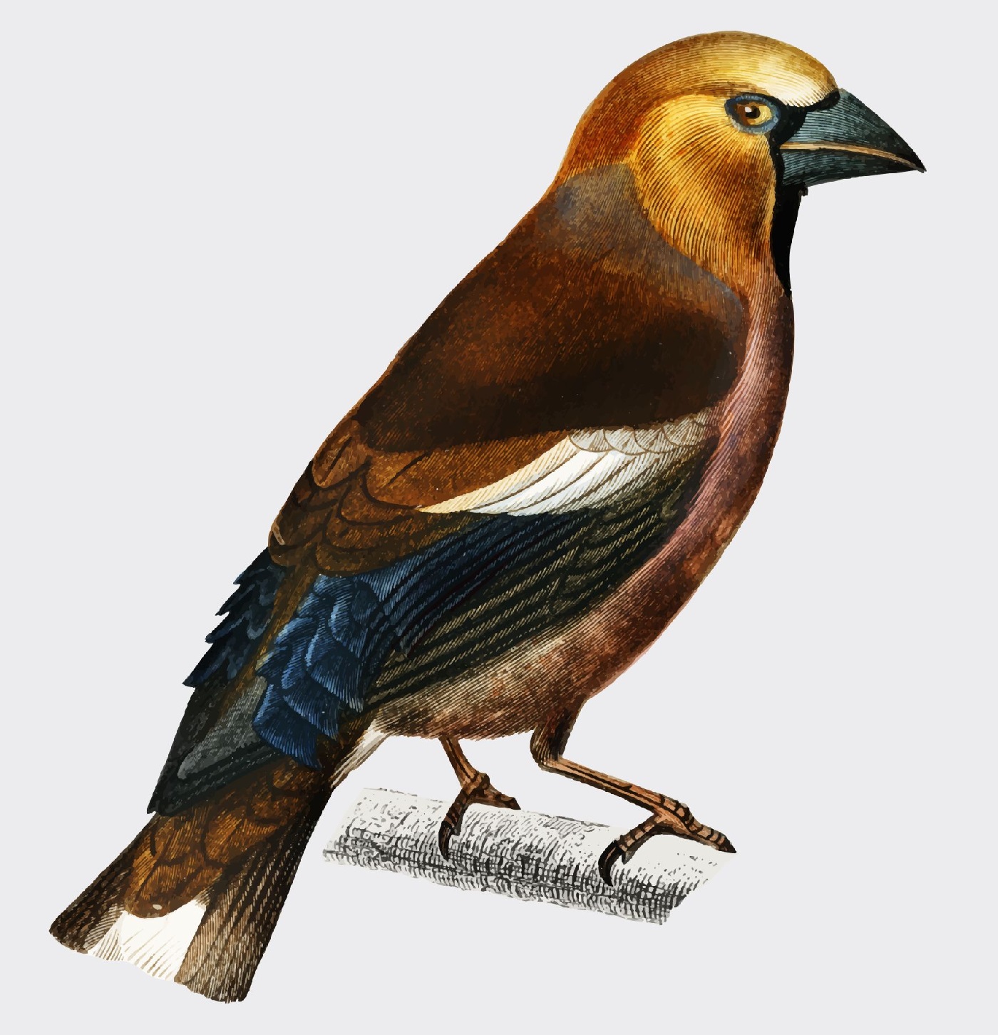 Nokkavarpunen