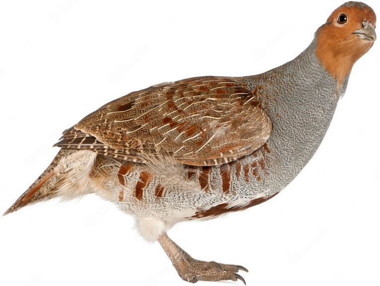 Peltopyy