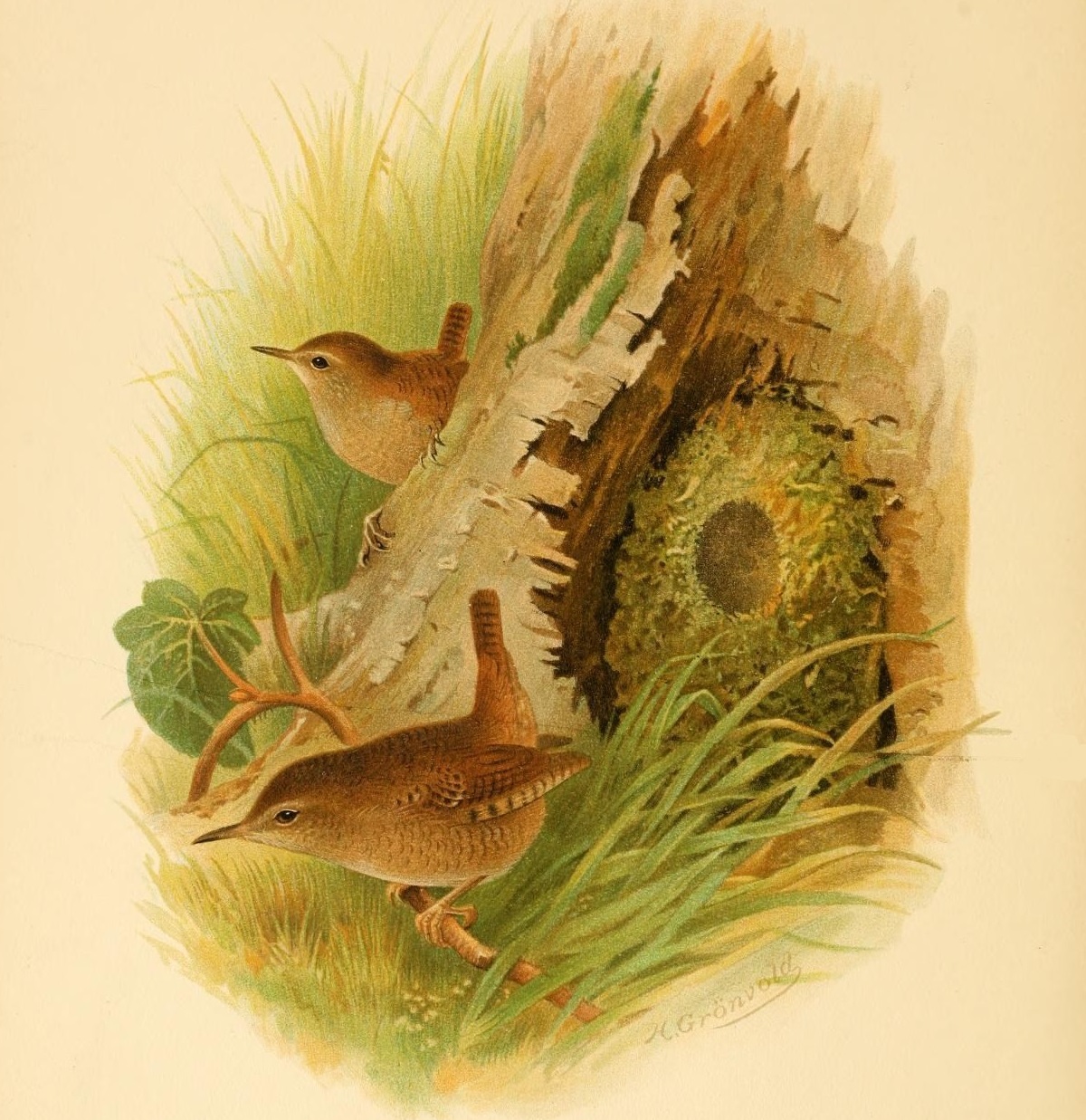 Peukaloinen