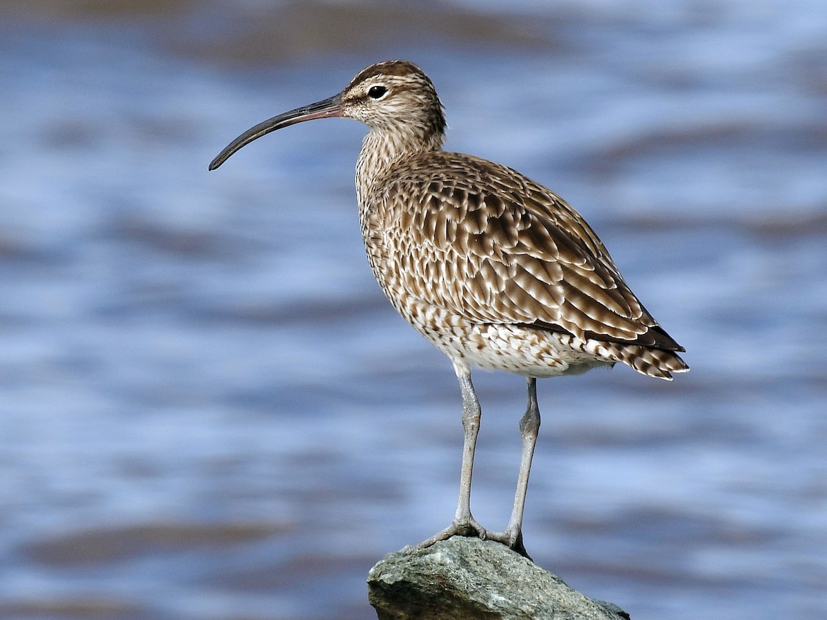 Pikkukuovi