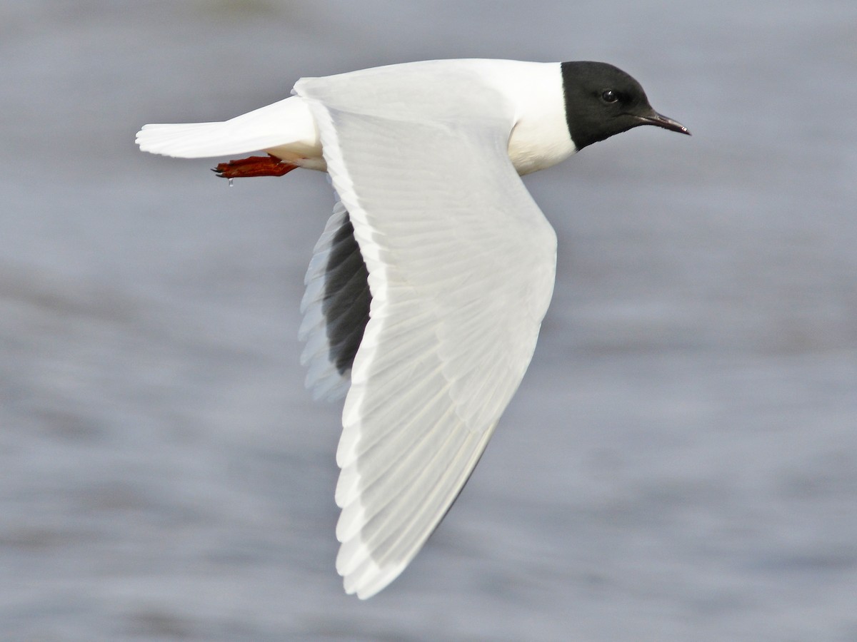 dvergmåke