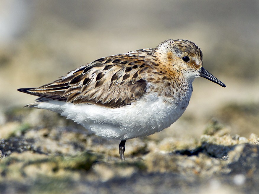 dvergsnipe