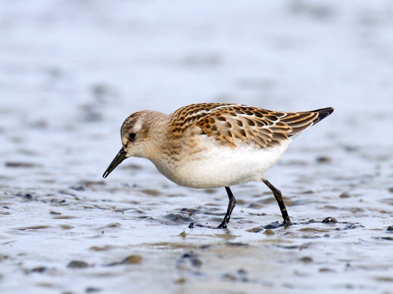 dvergsnipe
