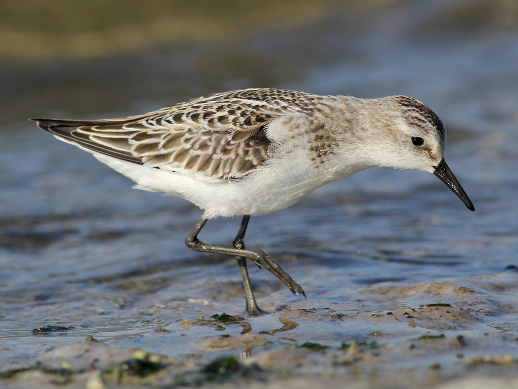 dvergsnipe