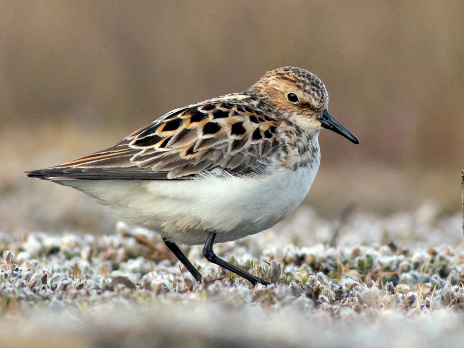 dvergsnipe