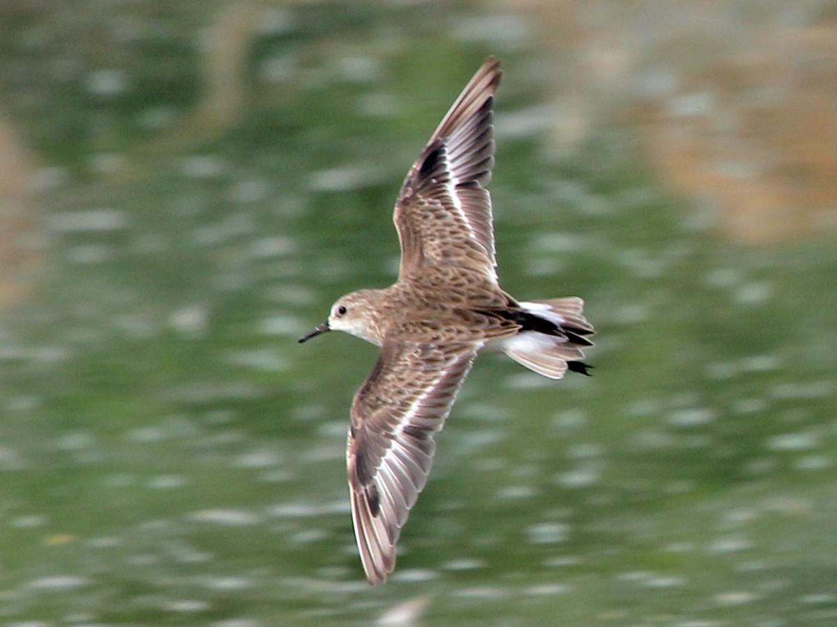 dvergsnipe