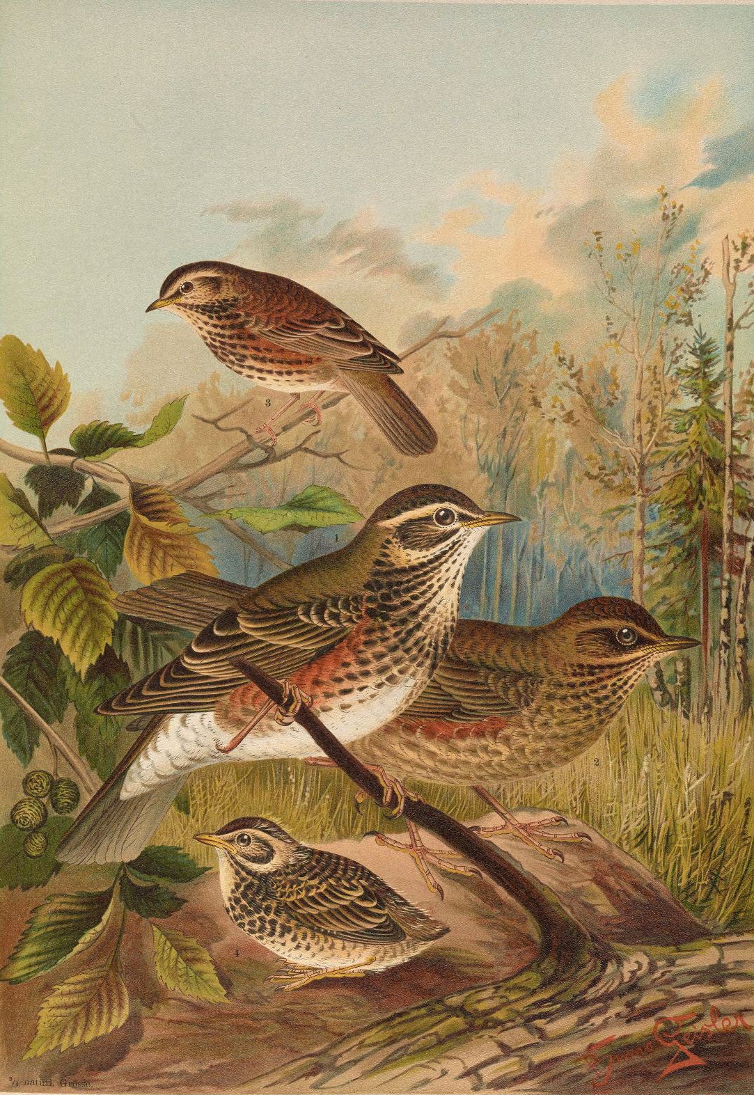 Punakylkirastas