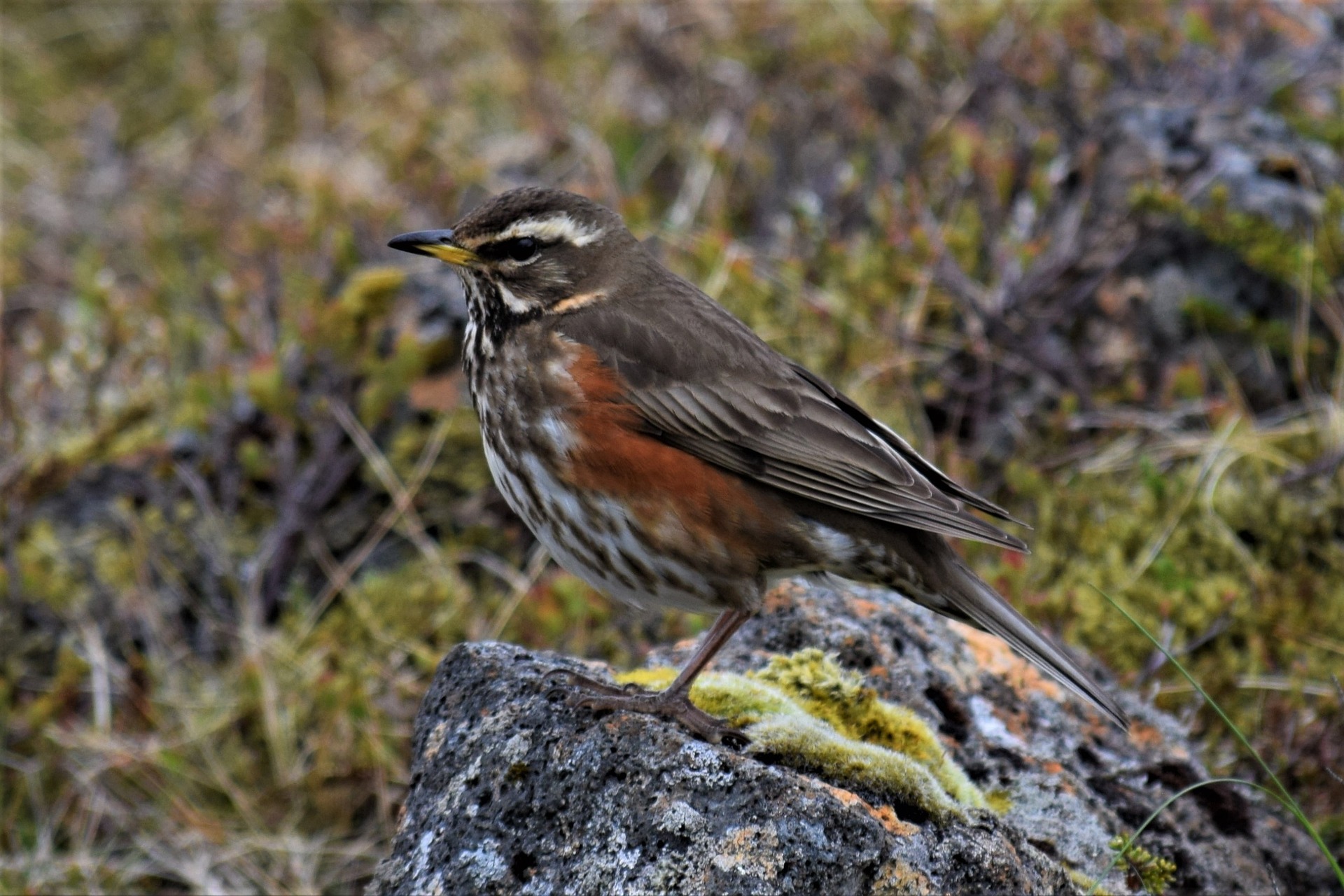 Punakylkirastas