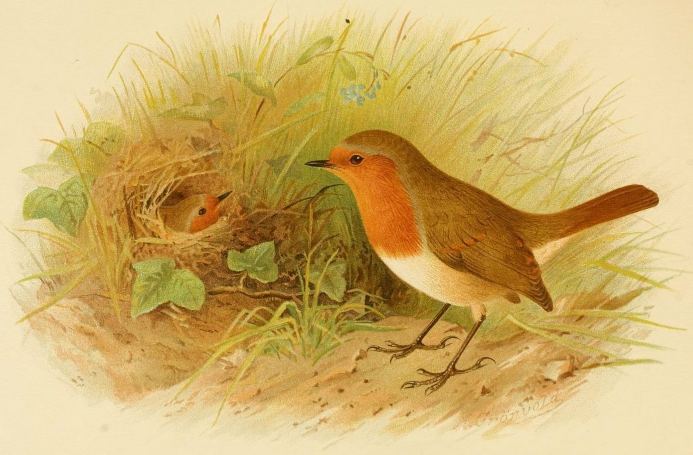 Punarinta
