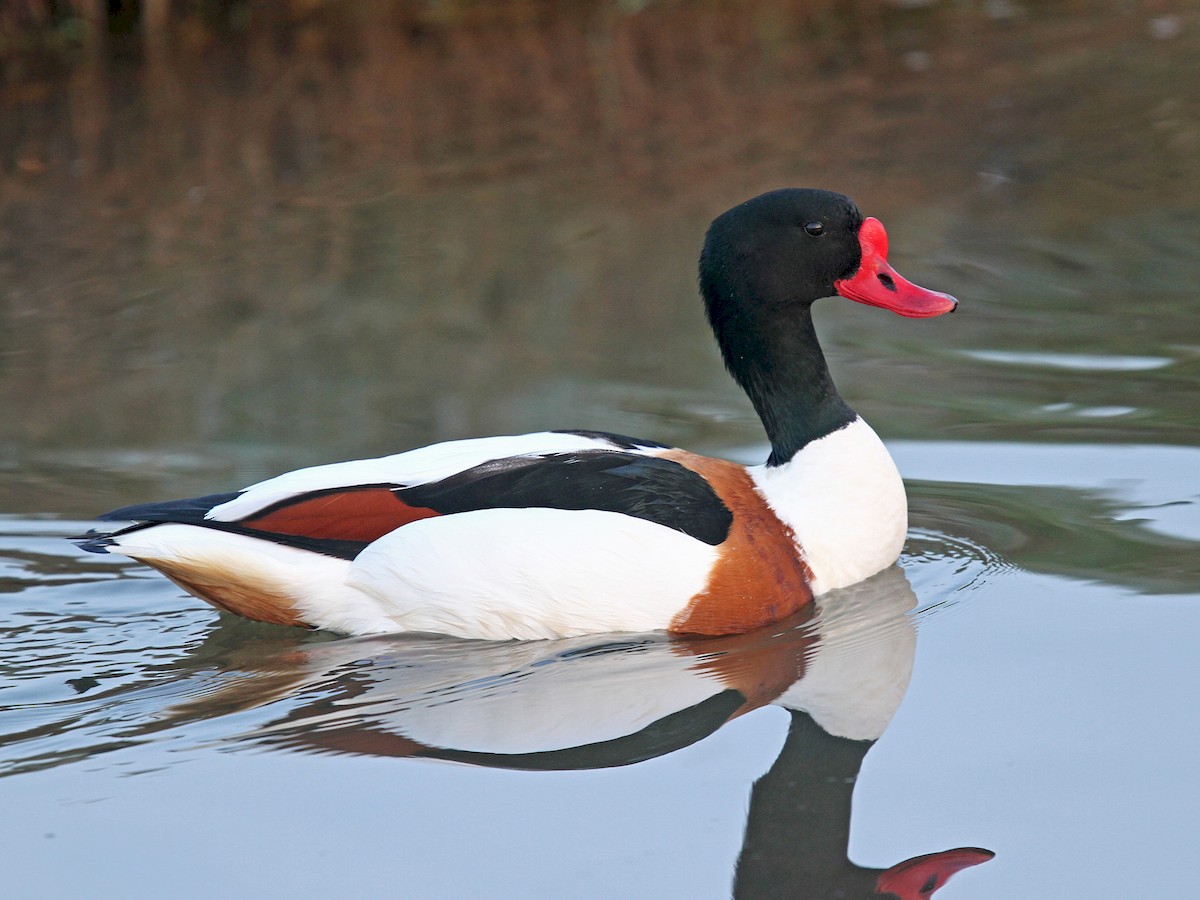 Ristisorsa