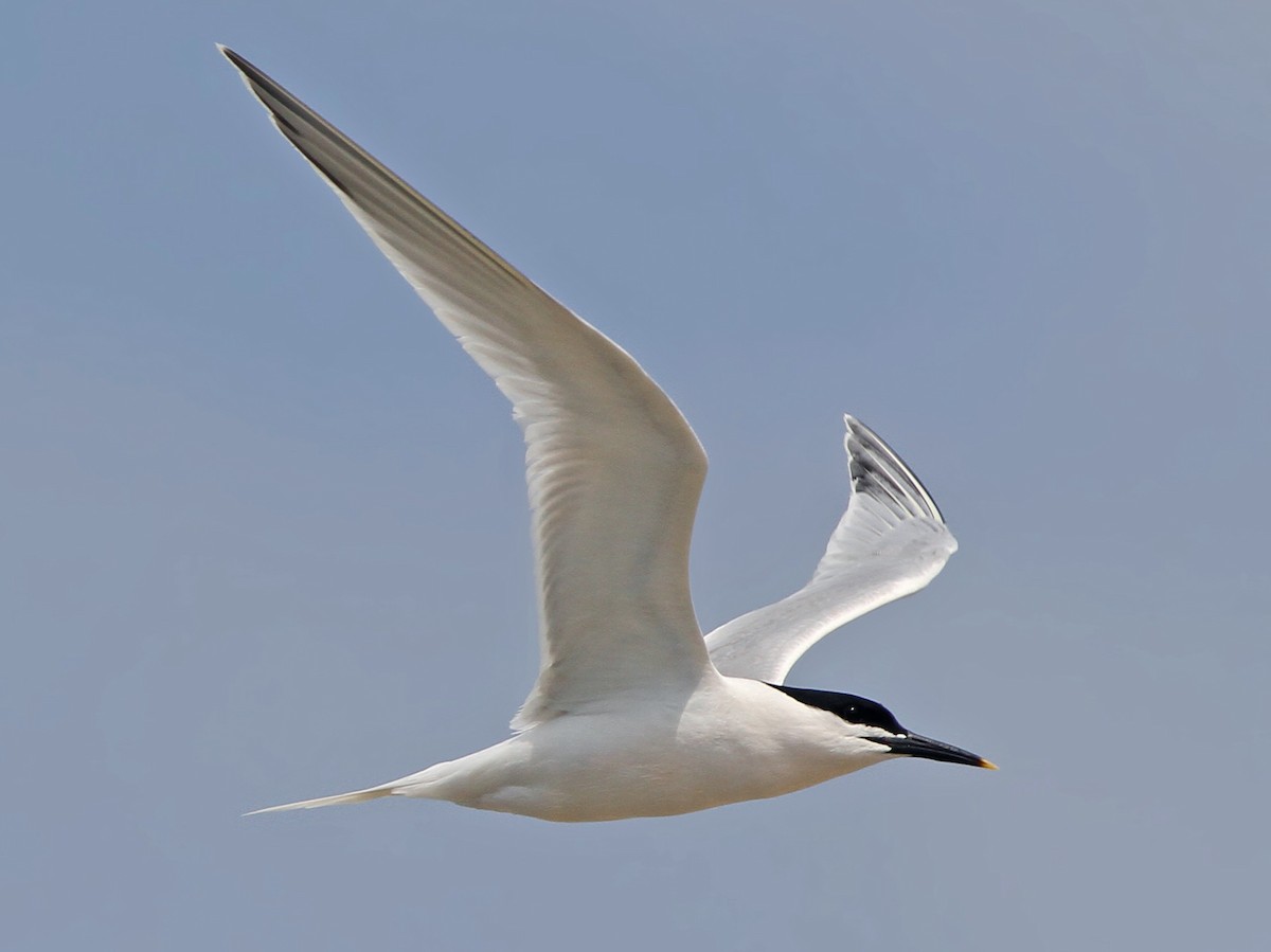 Splitterne