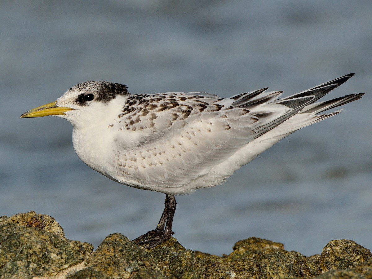Splitterne