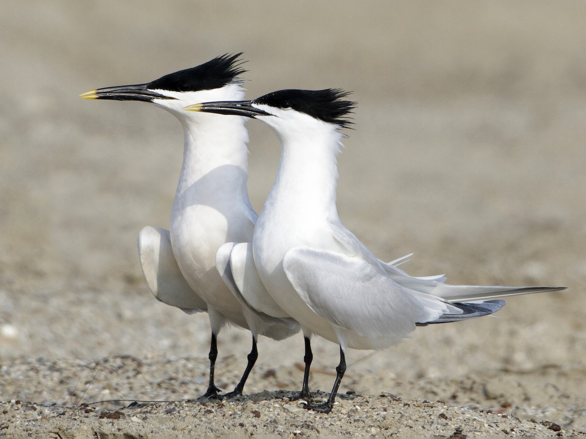 Splitterne