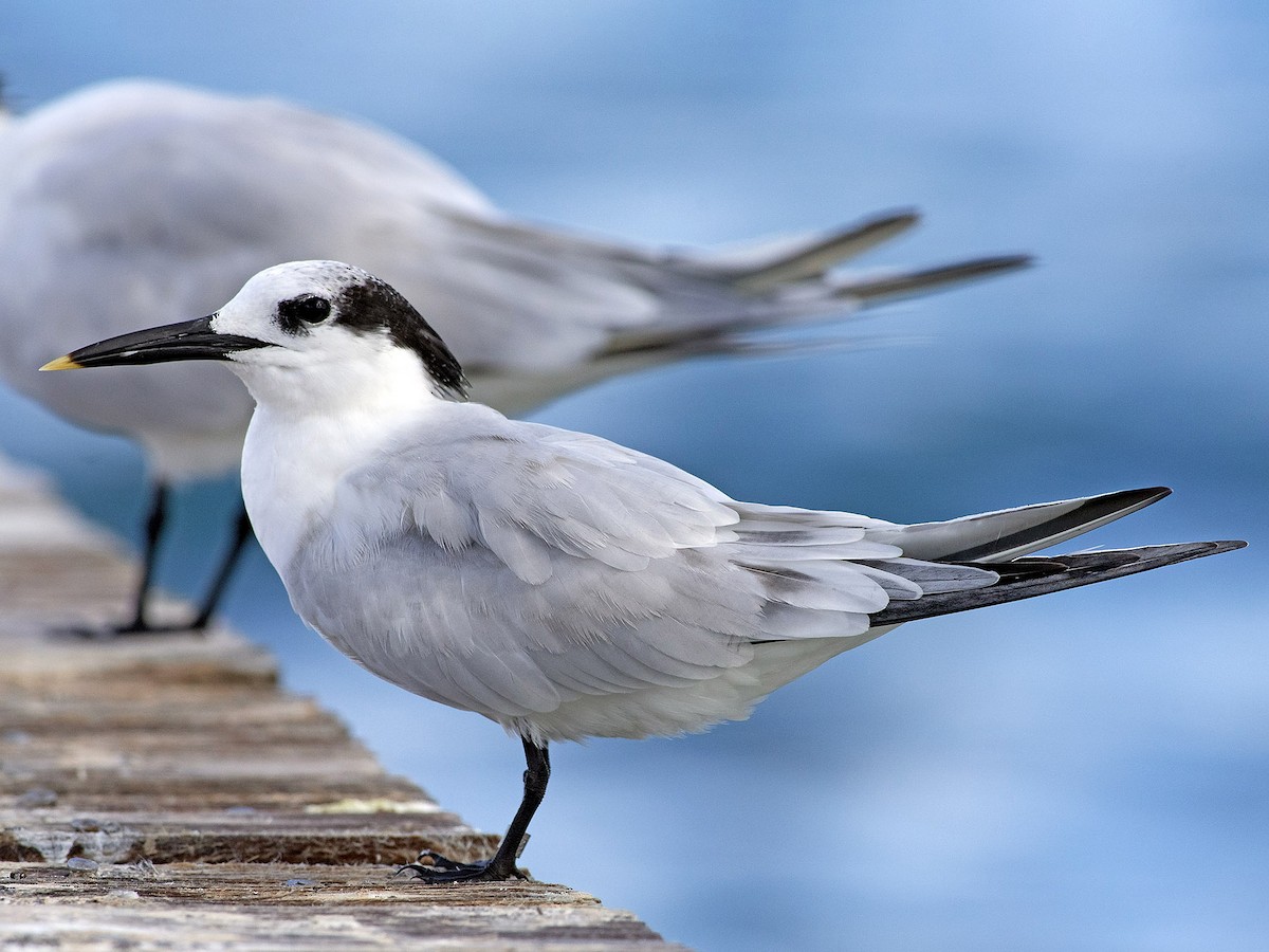 Splitterne