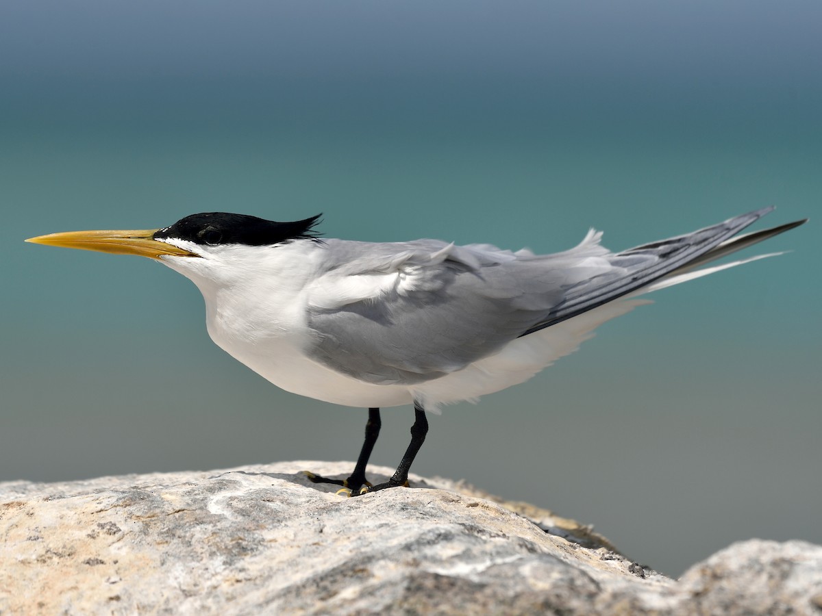 Splitterne