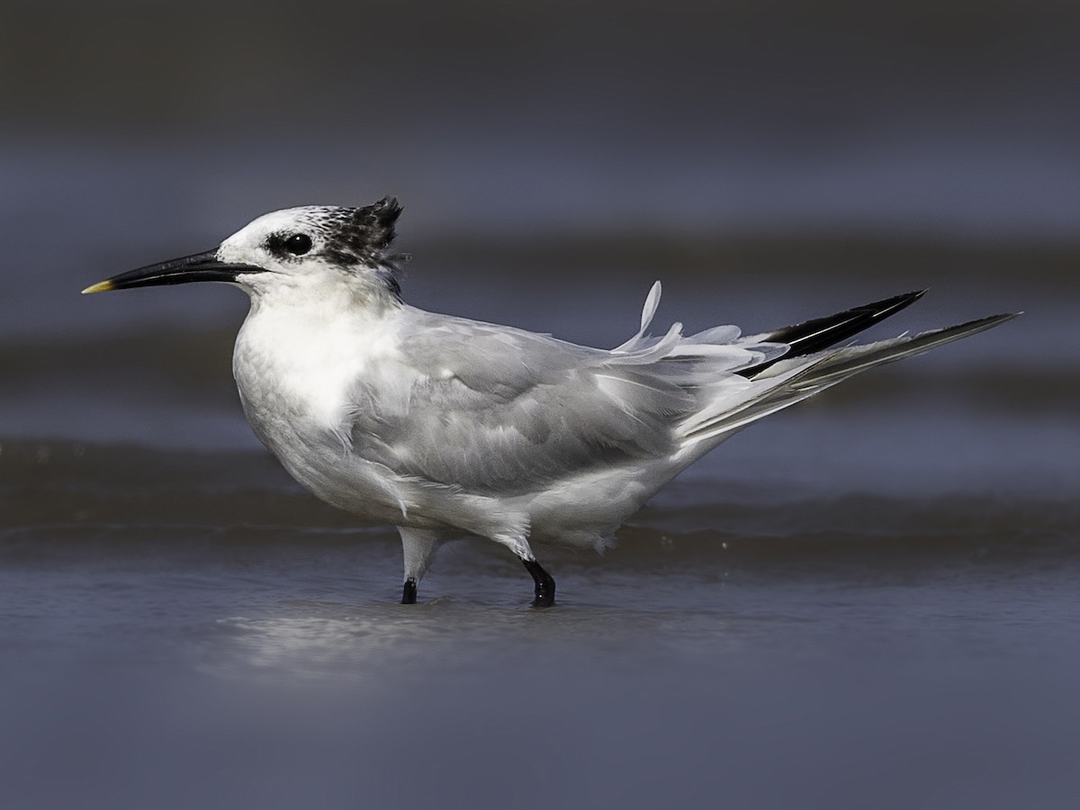 Splitterne