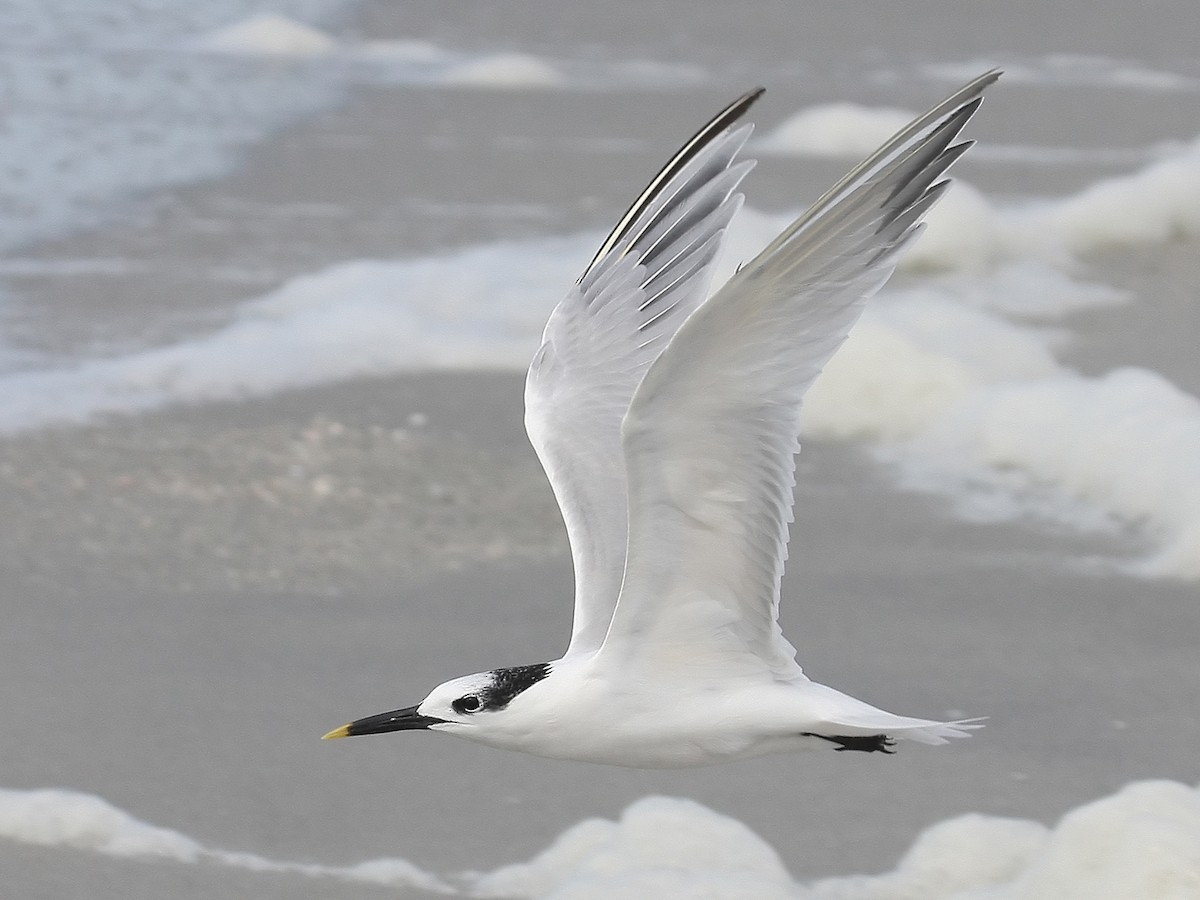 Splitterne