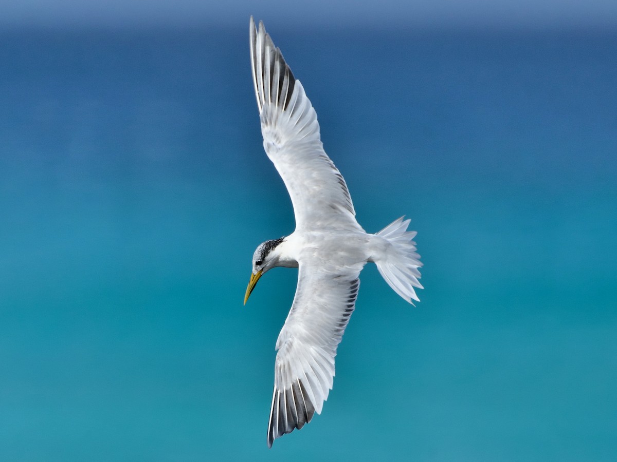 Splitterne