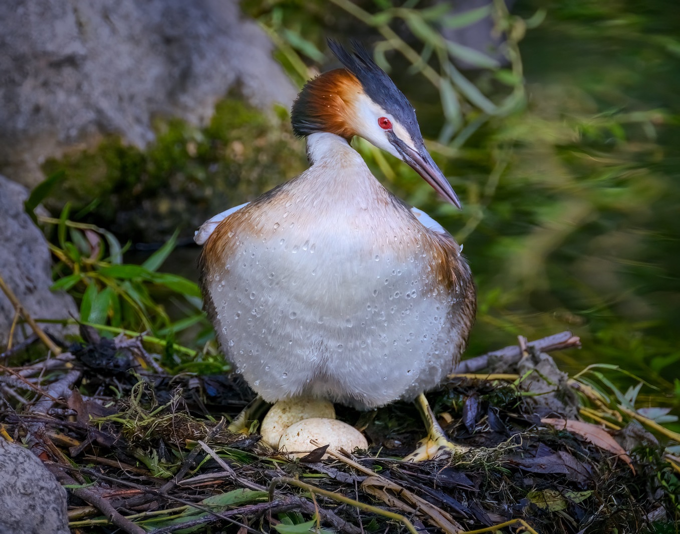 Silkkiuikku