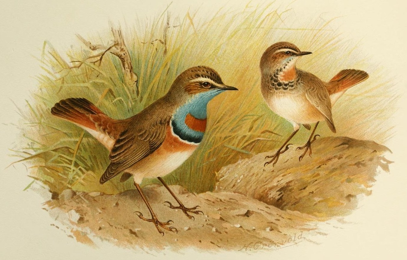 Sinirinta