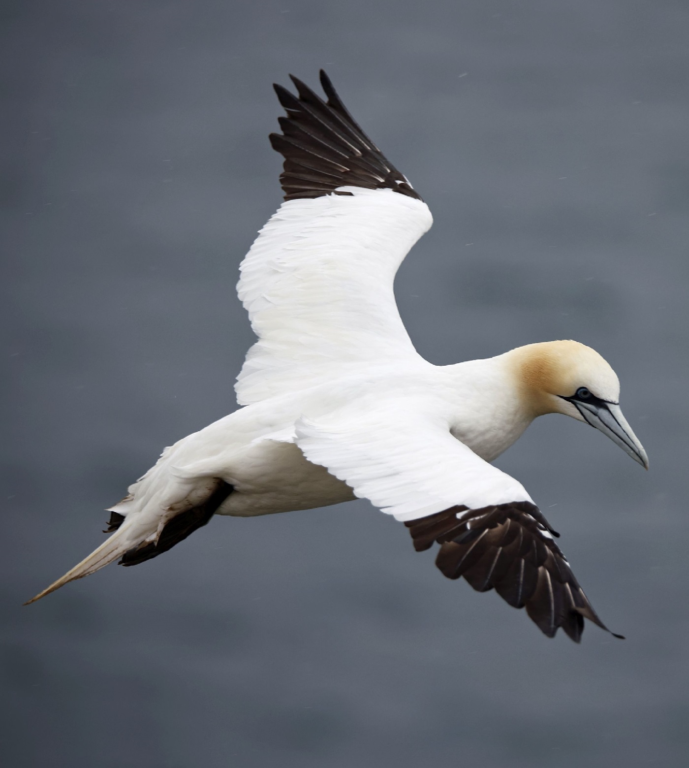 Suula