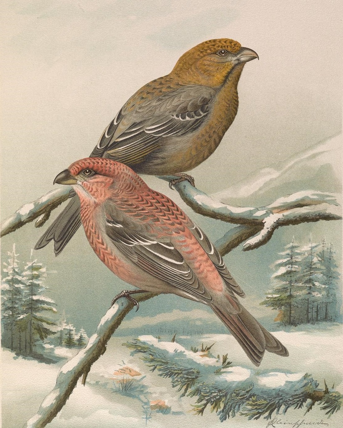 Taviokuurna
