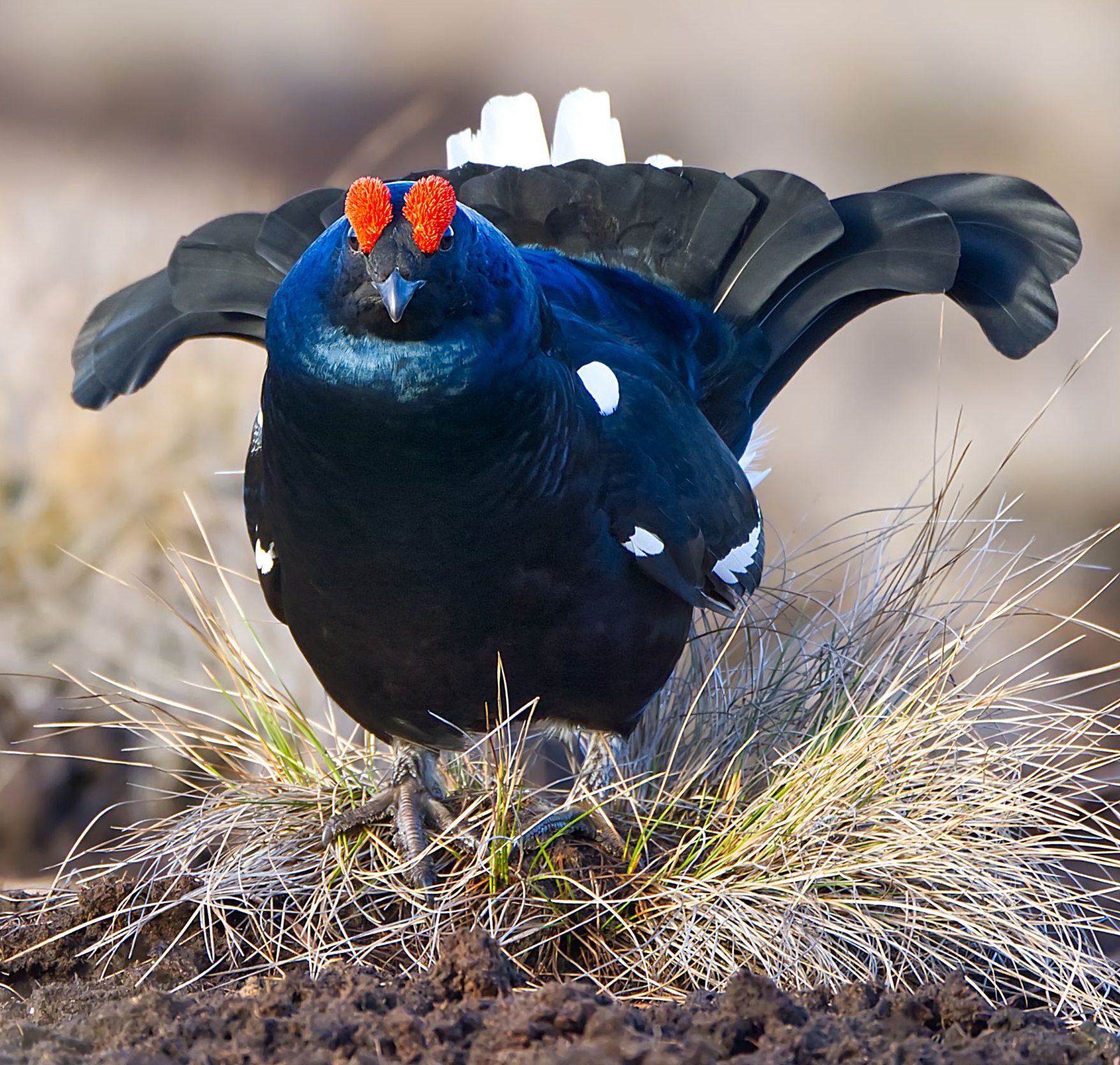 Teeri
