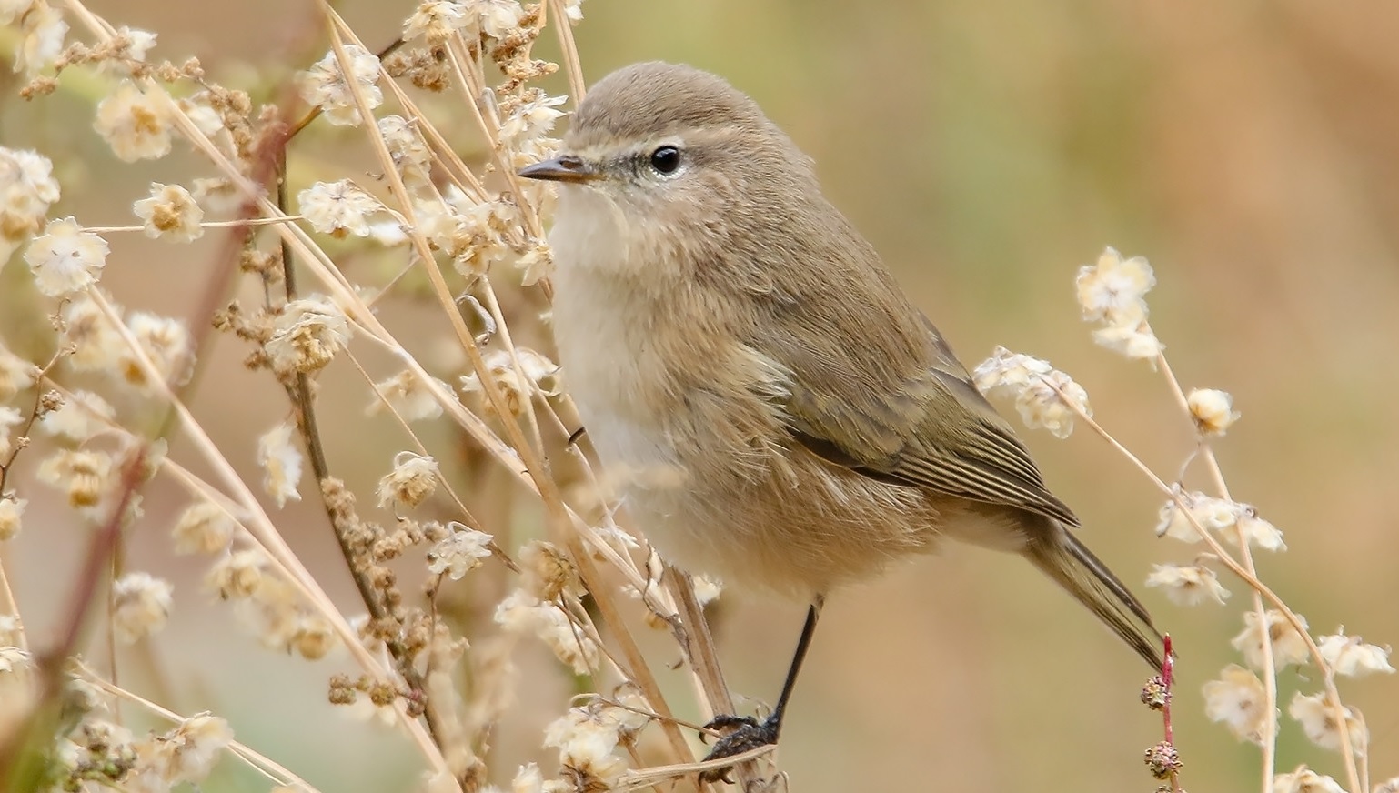 Tiltaltti