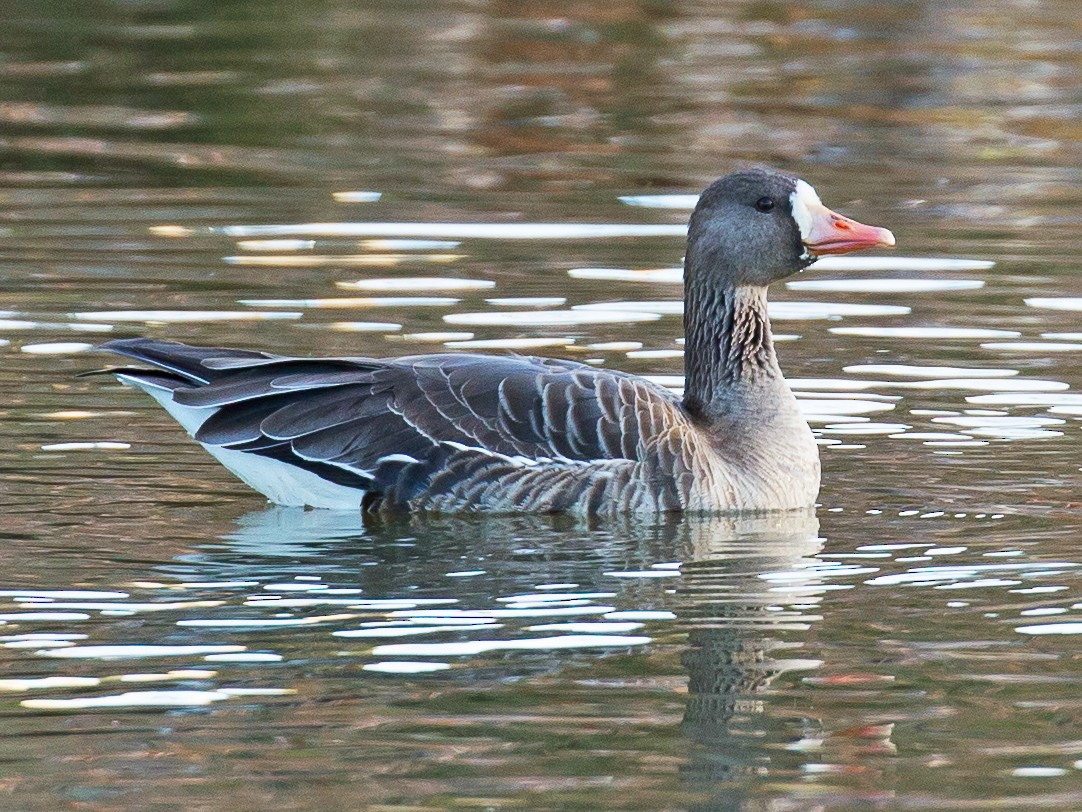 Tundrahanhi
