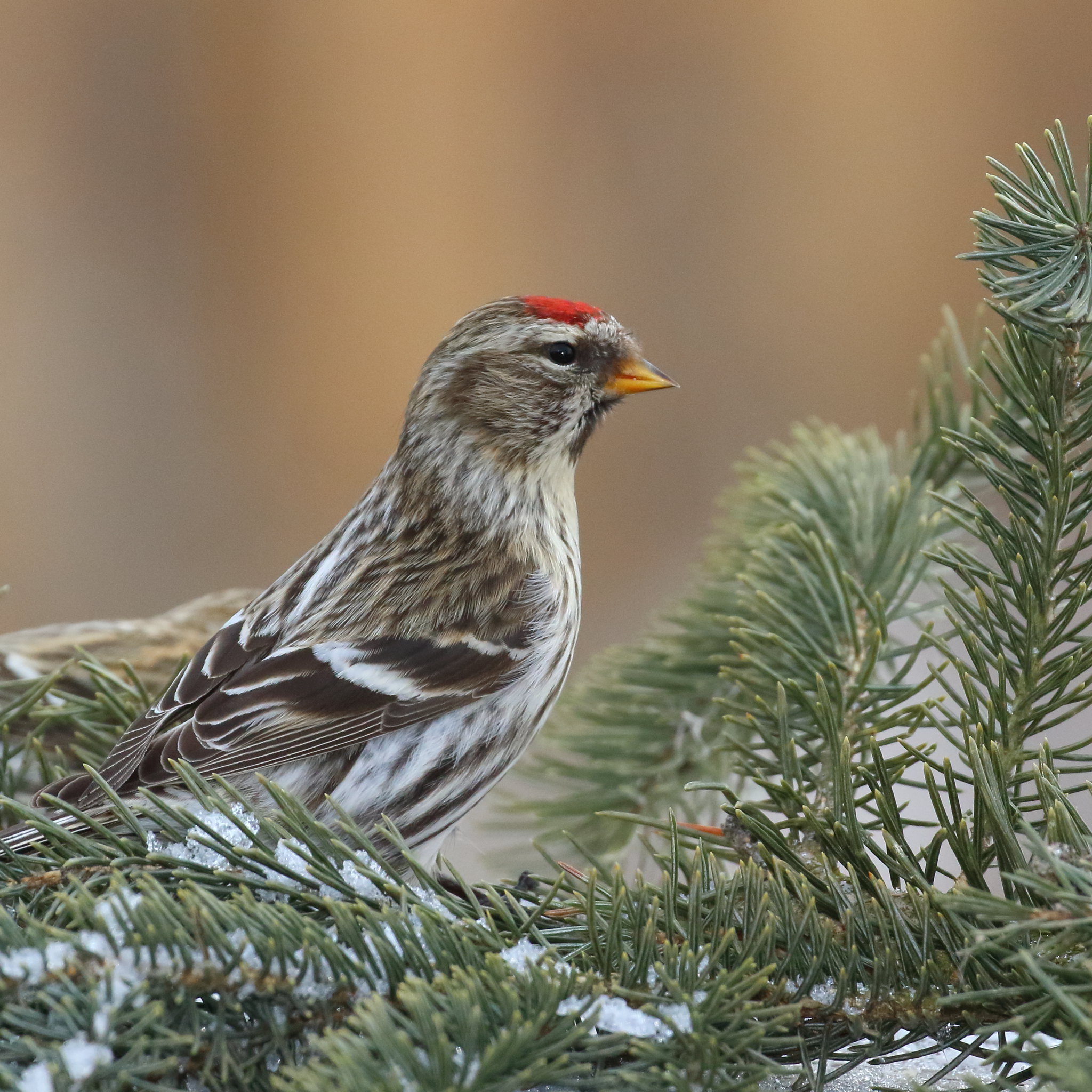Urpiainen