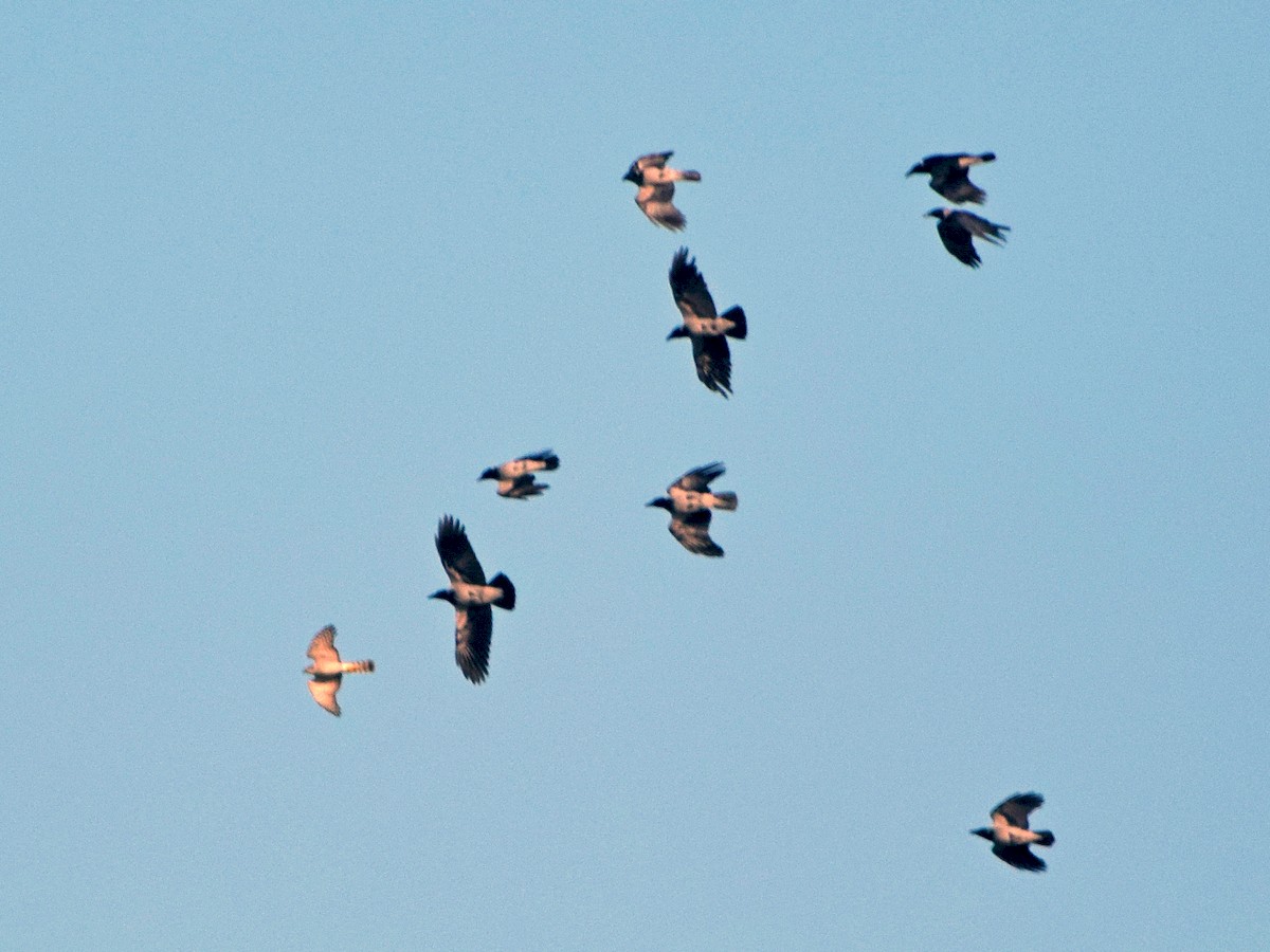 Varpushaukka