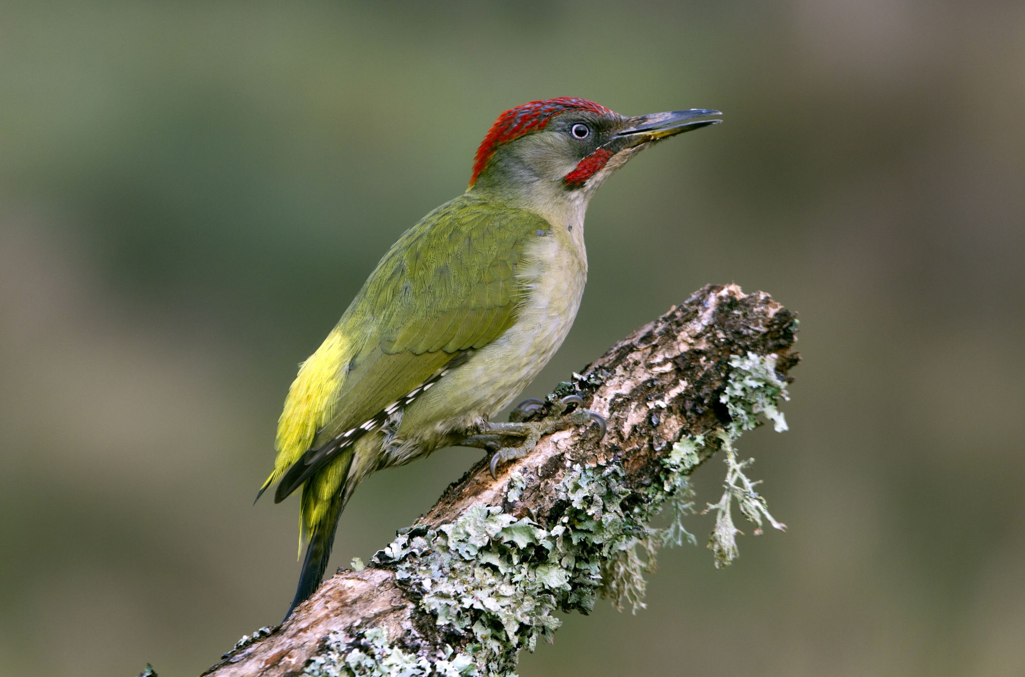 Vihertikka